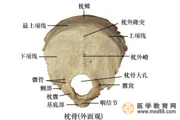 枕骨的外面观
