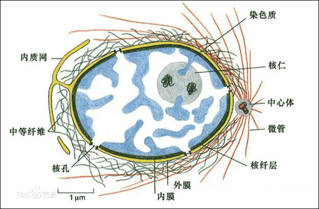 细胞核图解