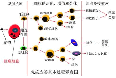 免疫应答图解