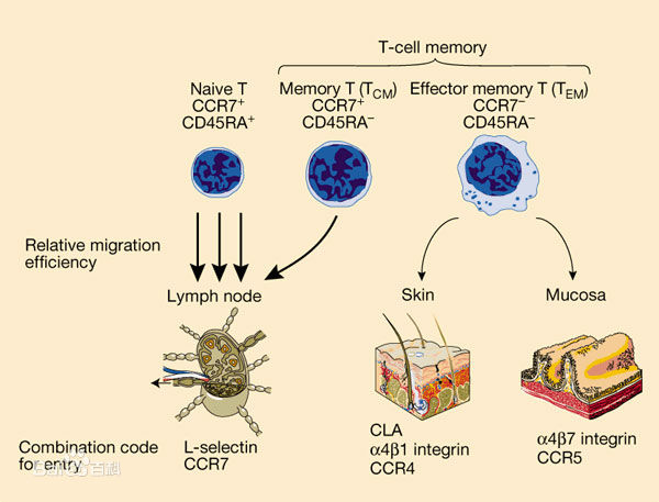 效应T细胞（图）