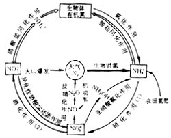 微生物在氮素循环中的作用