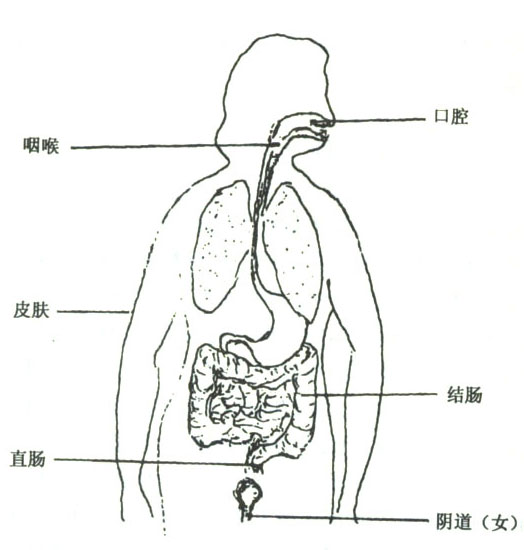 人体常见的正常菌群