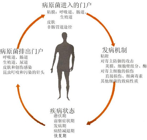 病原菌致病的帮凶