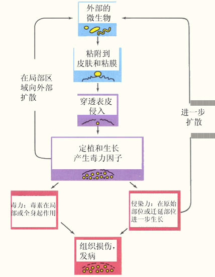 病原菌致病的帮凶