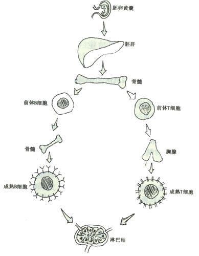 人体的免疫系统