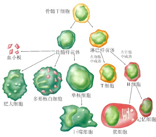 人体的免疫系统