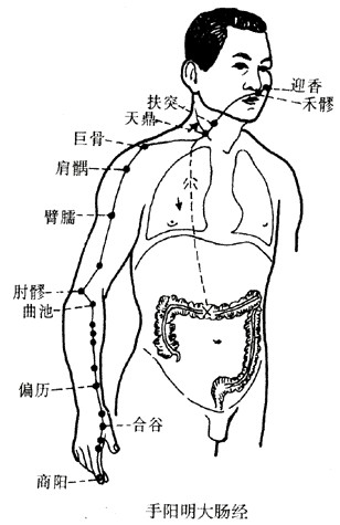 手阳明大肠经的循行部位及联系脏腑