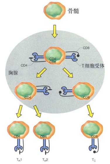 获得性免疫（细胞免疫和体液免疫）