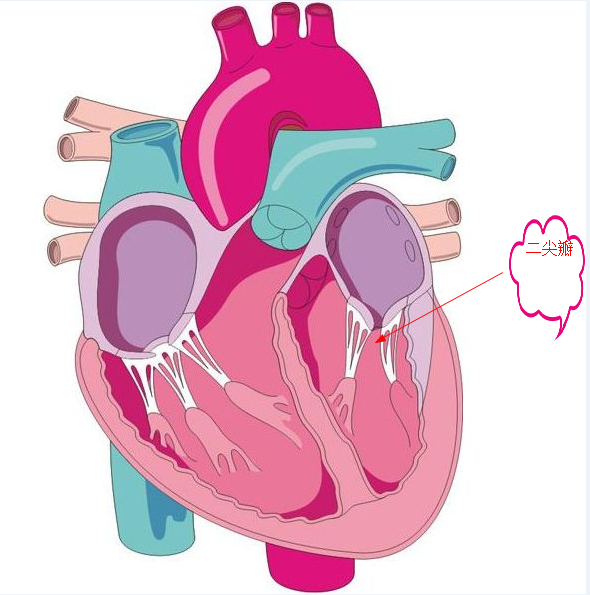 二尖瓣关闭不全考点汇总（医学教育网原创）